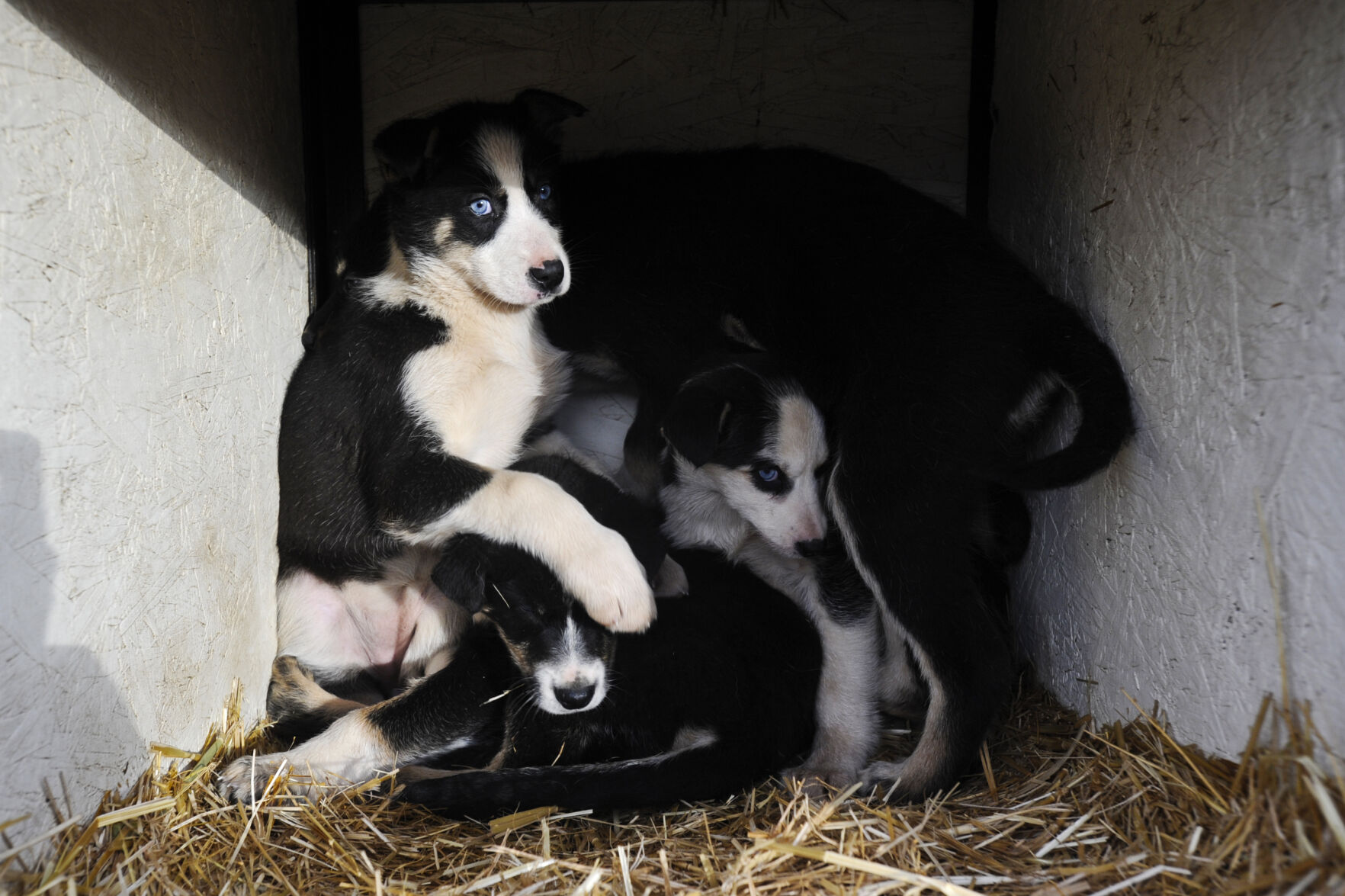 Sled dog workshop at Helena Middle School